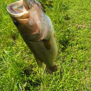 Meet your Posher, Darryl